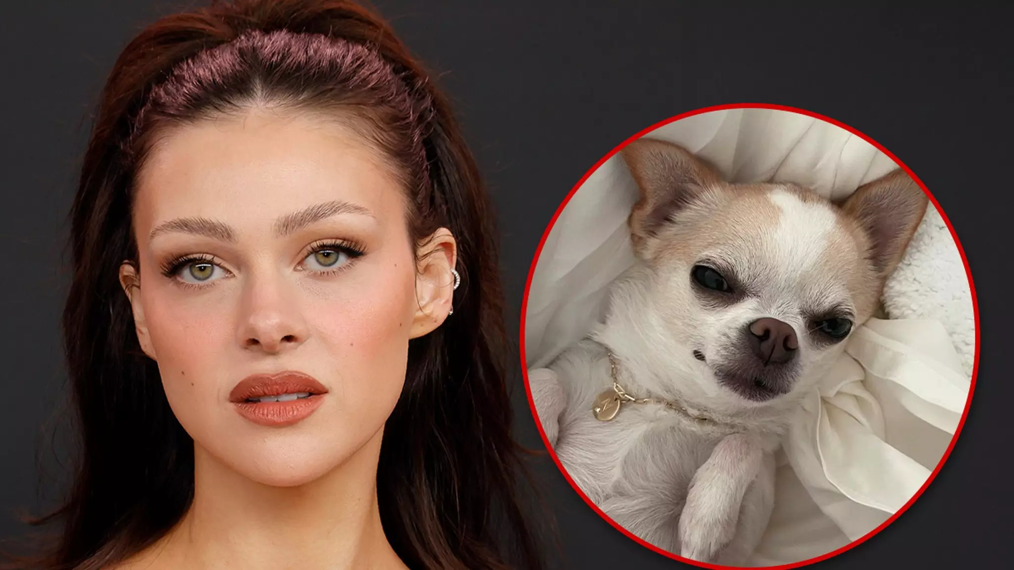 The Legal Battle of Nicola Peltz-Beckham Over Her Beloved Chihuahua’s Death