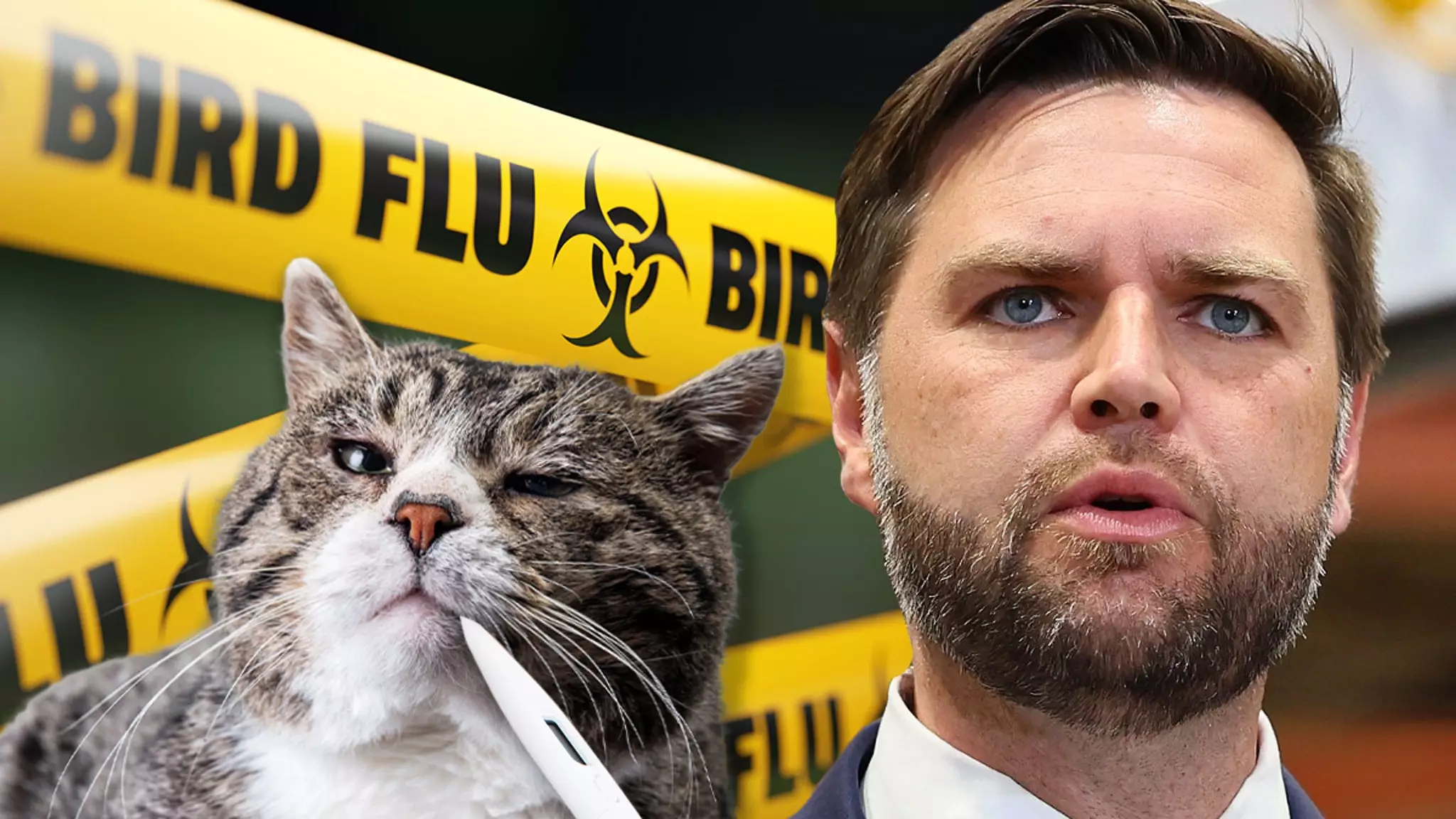 The Threat of Avian Flu to House Cats