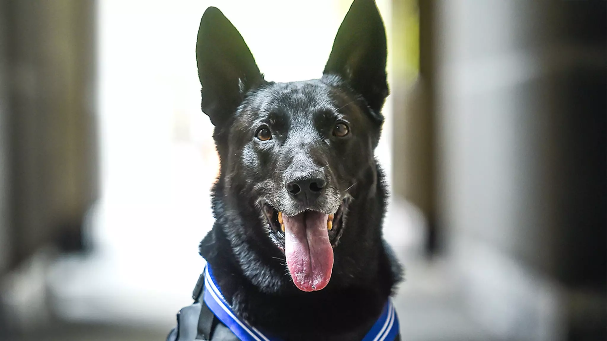 Remembering Hurricane: The Canine Hero of the White House