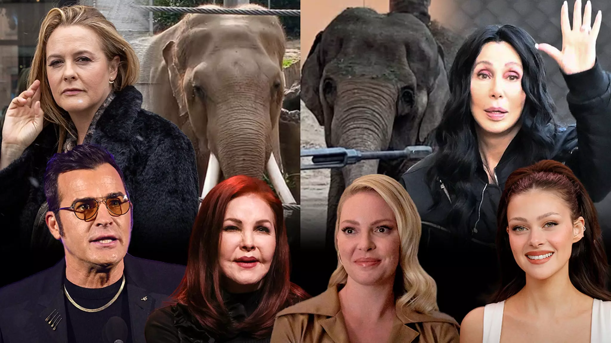 Compassion for Elephants: Cher’s Bold Stand against Captivity