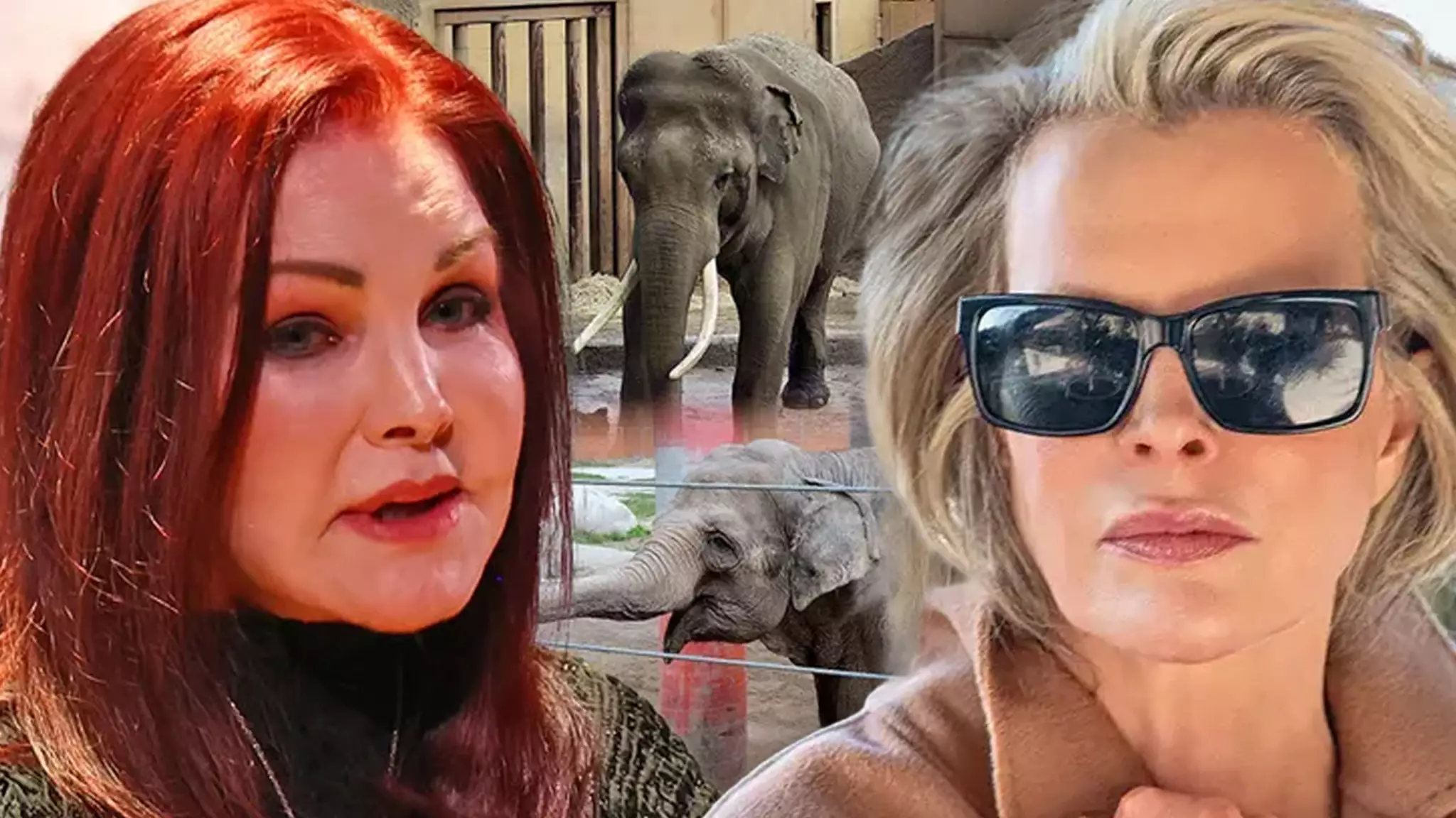 Compassion in Crisis: Hollywood’s Bold Stand for Elephants